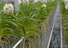 Een van de dingen die de plant bijzonder maakt is dat deze 'leeft van de lucht'.