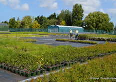 Een deel van de planten kan ook goed af op het buitenveld achter de kas.