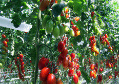 Mini-San Marzano voor de losse oogst.