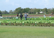 Er was veel animo voor de nieuwe groenterassen.