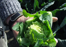 De 'Romanesco' heeft een prachtige vorm.