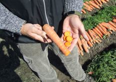 De Bejo 2721 is een lange, slanke, goedgekleurde peen, die uitstekend geschikt is voor de versmarkt en schijvenmarkt.