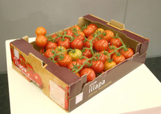 Tomaten verpakt onder het eigen merk Via Nova van Valstar Holland.