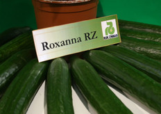 Kleine komkommers van Rijk Zwaan: Roxanna RZ