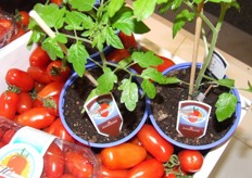 De tomatenplanten van teler Gerard Koolen zijn nu in Duitsland in de markt.