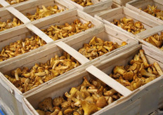 The Greenery heeft haar assortiment verruimd. Zo worden er niet alleen champignons en paddenstoelen aangeboden in de traditionele 250 grams verpakking, maar ook gemixt, gesneden en gevuld.