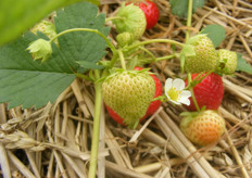 Van bloem tot vrucht.