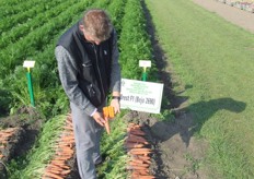 Perry toont het nieuwe wortelras Brest. Een Berlicumer type met een zeer intense inwendige kleur. Brest is een C-D wortel voor verse markt, bewaring en industrie. Brest produceert forse, iets conische wortelen met een uitstekende inwendige en uitwendige kleur. Weinig gevoelig voor inwendig groen. Geschikt voor middellange bewaring.