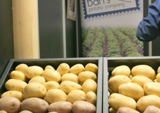 Bart's potato company