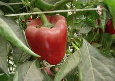 Kwalitatief goede paprika's, ondanks de zandstorm