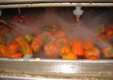 paprika's worden gewassen