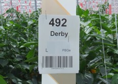 Derby is een belangrijk ras voor De Ruiter Seeds in het gele segment