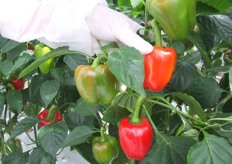 En de specialty-paprika's vinden ook hun plaats in het Pepper Experience Center