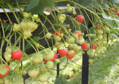 aardbeien op stellingen