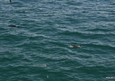 Als je beet hebt is het maar de vraag wie het snelst is: jij die de vis wilt binnenhalen of de zeehonden.