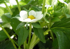 en de eerste bloemen komen al te voorschijn