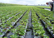 Trayveld met planten van het ras Clery