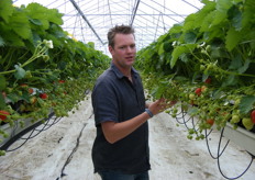 Wim Van Den Heuvel tussen de aardbeien in de plastic-kas