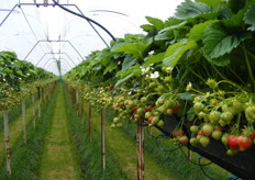 Rijpende aardbeien op overkapte stellingen