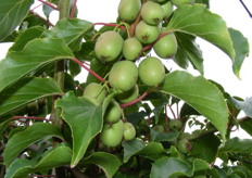 met aan de oudere planten ook bessen