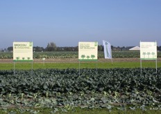 Henk Molenaar van Tumoba was ook weer present om de broccoli-oogstmachine te demonstreren met de Easy Harvest Broccoli van Seminis