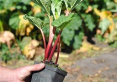 Mies teelt ook rabarberplantjes. Deze zijn verkrijgbaar bij diverse tuincentra als intratuin.