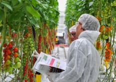 Ook nog steeds volop aandacht voor de cherrytrostomaten.