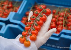 "Juanita. "Met zijn uniforme vruchtgroei en grote nog steeds marktleider op retailniveau als het om cherrytros gaat", vertelt Nico enthousiast. 'Ook dankzij zijn houdbaarheid inmiddels een begrip."