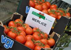 Merlice; afgelopen jaar al op 140 hectare; komend seizoen naar verwachting op 280 hectare.