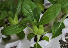 Groene paksoi op Dry Hydroponics