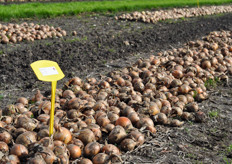 Teon 810 is een nieuwe gele bewaarui van Takii. Dit jaar lopen er met het ras nog enkele externe proeven. “We hebben er een erg goed gevoel bij, maar we wachten nog liever een jaartje zodat we direct kunnen leveren als er vraag komt”, legt Jelle uit. “ Teon502 is een late rode ui, een mooi ras, mooie rode kleur, hoge opbrengst en lang houdbaar.”