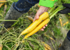 "Ook gele peen blijft een aandachtspunt voor Nickerson-Zwaan. "Het is een klein segment, maar we moeten er wel zijn voor de telers die het wensen."