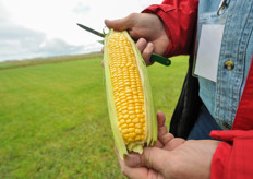 CLX-9389 F1 is een nieuwe suikermais die zich kenmerkt door de goed gevulde kolf en de mooie topvulling.Ook het sterke donkergroene schutblad presenteert aantrekkelijk.