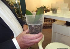 Koppert Machines introduces a new machine. The machine let the roots of the phalaenopsis orchid grow within the pot.