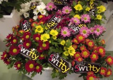 Swifty: Nursery Grow Group offers the series of small-flowered pot Chrysanthemums in a colourful and cheerful sleeve. The series is available in five striking colours: red, orange, yellow, pink and purple in a 10,5 cm ton-sur-ton pot. The name ‘Swifty’ says it all; this is a very fast flowering series with a reaction time of just six weeks. These mini pot Chrysanthemums are characterized by bright colours, rich flowering and an excellent keepability.