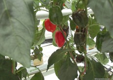 Angello is de merknaam van Syngenta Seeds voor alle seedless peppers. Deze worden nu voor het derde jaar geteeld. Peter Colbers: “We zien een groeiende vraag voor deze producten.” Deze SLP 322 is de nieuwe paprika binnen deze serie.