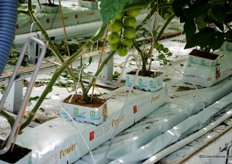 De tomaten staan op growbags van Kleeschulte en Dutch Plantin, maar met andere substraten worden proeven uitgevoerd.