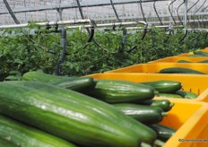 De komkommerproductie tussen de tomatenplanten