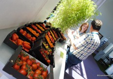 Tomatoes from the Tomato Experience