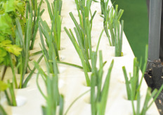 Hydroponic spring onions in Aeroponica system.