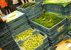 Bijna 40 % van alle Belgische tuinbouwproducten, verhandeld via het veilingwezen, worden in Sint-Katelijne-Waver verkocht.