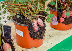 Hishtil introduceerde een kruising tussen sierteelt en thuiskweek; deze aardappelsoort kan volgens de kweker als een nieuwe superfood worden vermarkt.