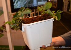 Meteor ontwikkelde de nieuwe aardbeienpot. Heel slim. De plant worden horizontal geplant, zodat de bloemetjes/vruchtjes sowieso al vrij vallen. Dit bespaart veel werk.