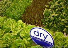 Dry hydroponics new float for babyleaf and hurbs