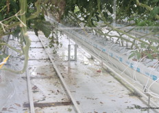 Hé, nog een plasje water op de grond. Ook bij dergelijke plasjes water op een gotenteelt adviseerde Jim van Ruijven in het plenaire gedeelte altijd even extra alert te zijn. 