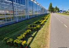 Potplantenkunst langs het parcours.