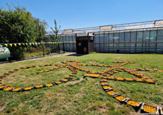 De fiets van gele tomaten, op initiatief van teler Kees Stijger. In totaal zie je 120 dozen met daarin ruim 5000 gele tomaten liggen tussen de kassen.